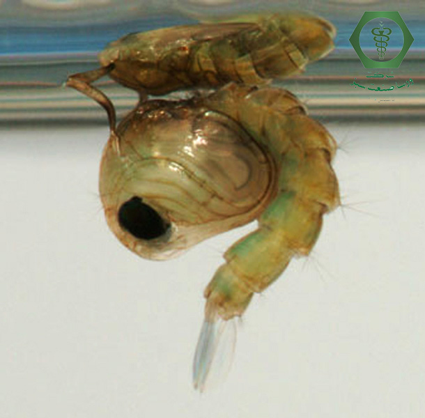 شفیره پشه کوره